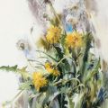 May. Dandelions