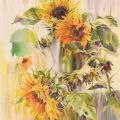 Dance of sunflowers