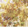 Grapes of light