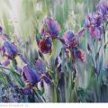 Irises in the grass